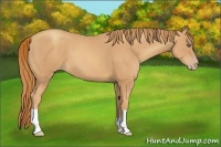 Horse Color:Gold Champagne 