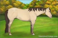 Horse Color:Amber Champagne Dun 