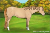 Horse Color:Gold Champagne