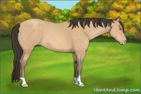 Horse Color:Amber Champagne