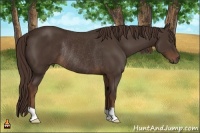 Horse Color:Liver Chestnut Rabicano 