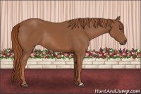 Horse Color:Chestnut Rabicano