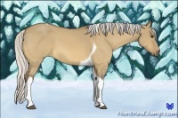 Horse Color:Silver Buckskin Dun Tobiano 