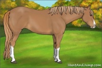 Horse Color:Chestnut Splash 