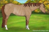 Horse Color:Red Dun Rabicano