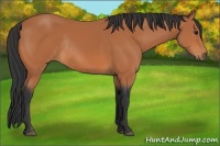 Horse Color:Bay Rabicano