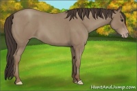 Horse Color:Classic Champagne Roan 