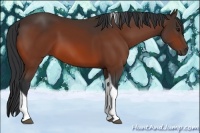 Horse Color:Bay Tobiano 