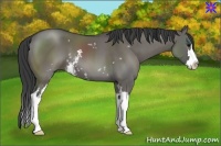 Horse Color:White Spotted Grullo Splash Frame 