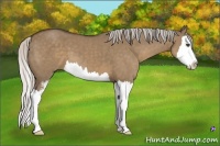 Horse Color:Silver Grullo Sabino Splash 