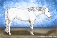 Horse Color:Silver Grullo Appaloosa 
