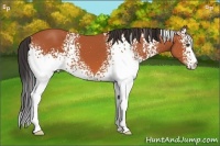 Horse Color:White Spotted Bay Sabino