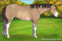 Horse Color:Amber Champagne Sabino 