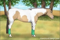 Horse Color:Amber Cream Champagne Tobiano