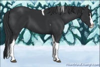 Horse Color:Black Splash Tobiano