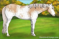 Horse Color:White Spotted Silver Classic Champagne 