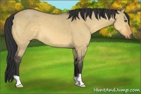 Horse Color:Buckskin Dun 