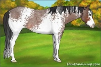 Horse Color:White Spotted Bay Roan Splash 