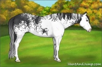 Horse Color:White Spotted Black Splash
