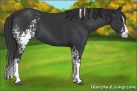 Horse Color:White Spotted Black Splash 