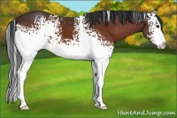 Horse Color:White Spotted Bay Splash 