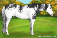 Horse Color:White Spotted Black Splash