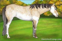 Horse Color:White Spotted Amber Champagne Dun Splash Frame 