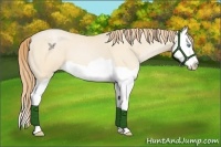 Horse Color:Buckskin Pearl Splash 