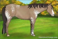 Horse Color:White Spotted Classic Champagne Splash