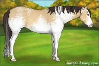 Horse Color:White Spotted Amber Champagne Dun Splash