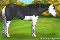 Horse Color:Black Splash