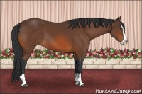 Horse Color:Bay Splash 