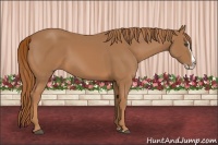 Horse Color:Chestnut Splash 