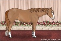 Horse Color:Chestnut Splash 