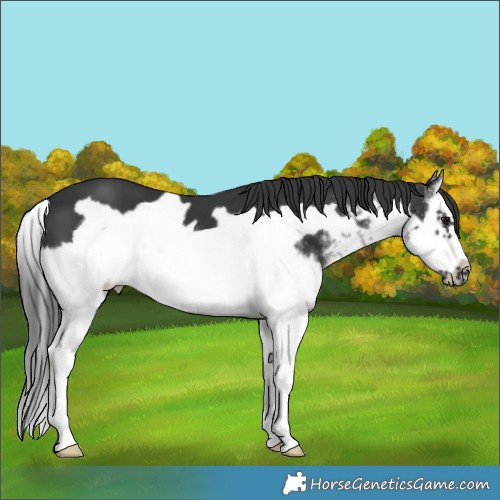 Horse Color:White Spotted Black Splash Frame 