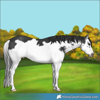 Horse Color:White Spotted Black Splash Frame 
