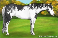 Horse Color:White Spotted Black Splash Frame 