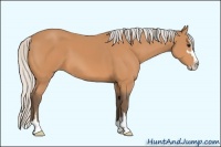 Horse Color:Silver Bay Sabino