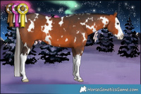 Horse Color:White Spotted Brown Splash 
