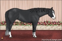 Horse Color:Black Splash 