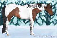 Horse Color:Bay Tobiano Rabicano 