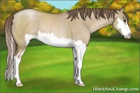 Horse Color:Grullo Pearl Sabino Splash Frame Rabicano
