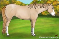 Horse Color:Chestnut Pearl Splash 