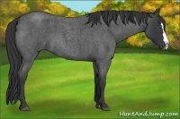 Horse Color:Blue Roan Splash 