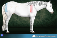 Horse Color:Palomino Dun Sabino 