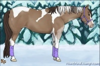Horse Color:Classic Champagne Sabino Tobiano