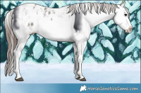 Horse Color:White Spotted Grullo Ice Splash Appaloosa Rabicano 