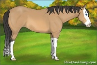 Horse Color:Buckskin Splash 