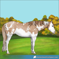 Horse Color:White Spotted Black Pearl Splash Rabicano
