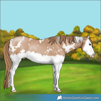 Horse Color:White Spotted Black Pearl Splash Rabicano 
